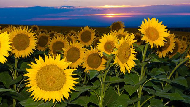 Russian Sunflower Prices after Large 2019 Crop Increasing !!!