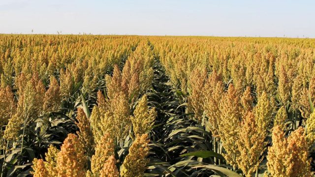 U.S. Sorghum Prices Rally with China’s Return to the Market
