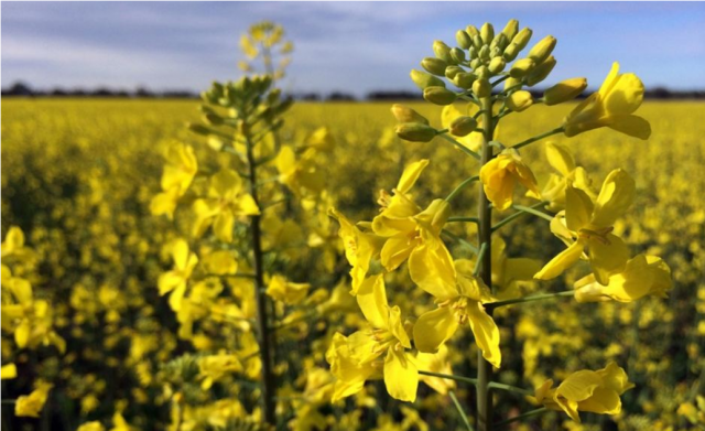 The Gross Harvest of Rapeseed is expected to be lower than last year