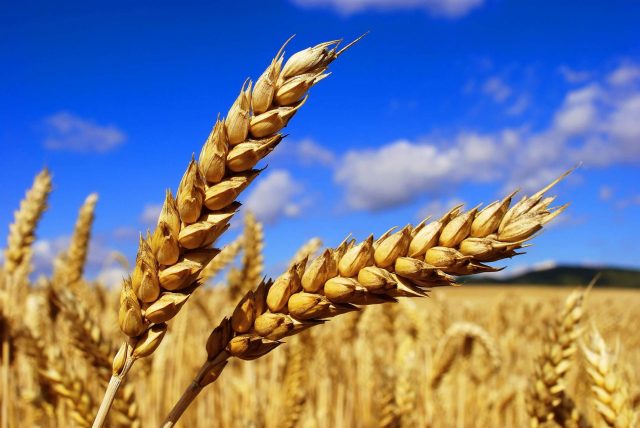 Durum Wheat News Russia