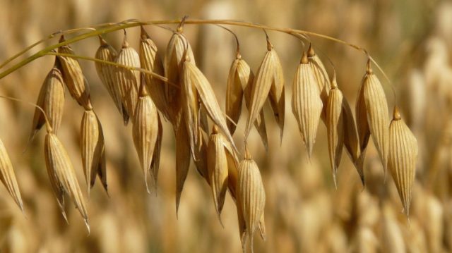 Volga Baikal AGRO News Update on Oats Prices Development in Russia