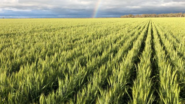 Volga Baikal AGRO News Update on Russian Agriculture Future Wheat Demand – Analysts Predict Growth in Russian Wheat Export !!!