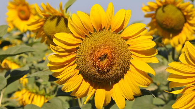Volga Baikal AGRO News Update on the Sunflower Harvest and Crop Output 2020 in Russia