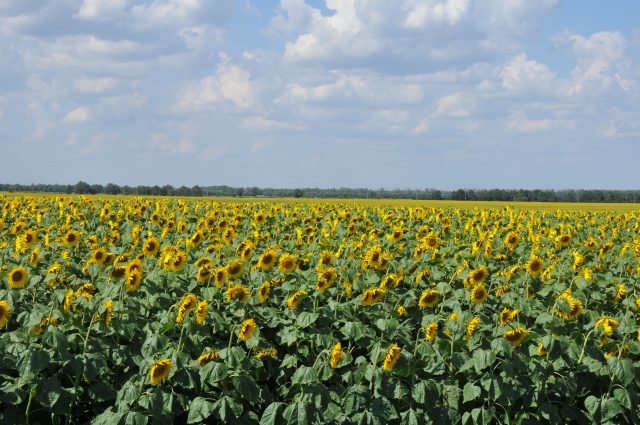Volga Baikal AGRO News Update on Russian Agriculture Sunflower Production by 2024 !!!