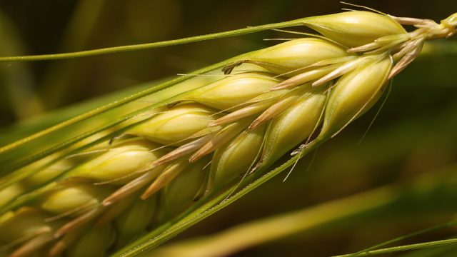 Volga Baikal AGRO News Update on Russian Agriculture Grain Quality of the 2020 Harvest – Grade 3 Wheat Yield Reaches Record Level !!!