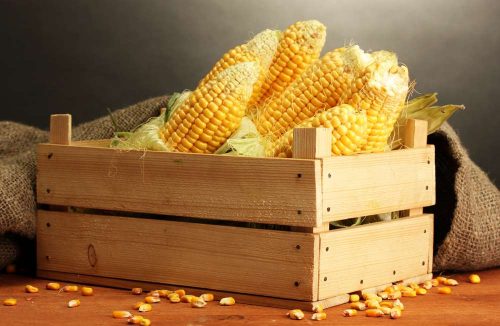 Volga Baikal AGRO NEWS Update on the Global Corn Market !!!
