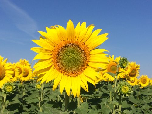 Volga Baikal AGRO NEWS Update on the Russian Export Duty for Sunflower Seeds !!!
