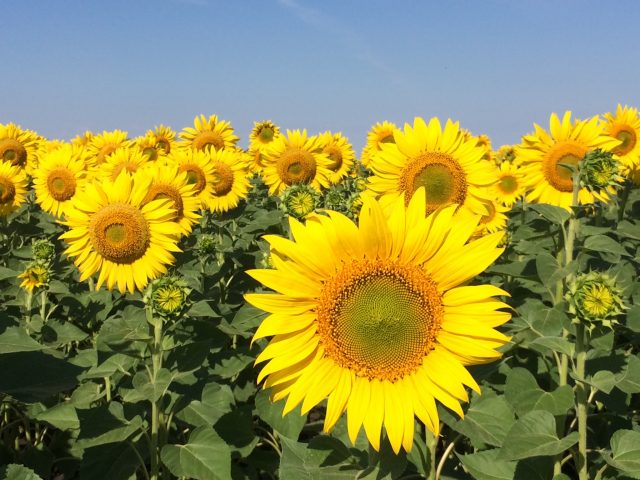 Volga Baikal AGRO NEWS Update on the Situation on the Export of Sunflower through the Exchange !!!