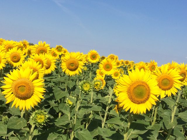 Volga Baikal AGRO NEWS Update on the Sunflower & Sunflower Oil Prices !!!