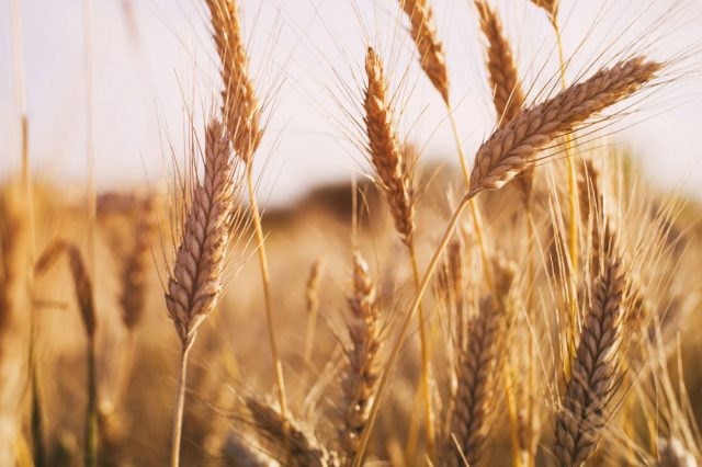 Volga Baikal AGRO NEWS Update on the Wheat Export Forecast !!!