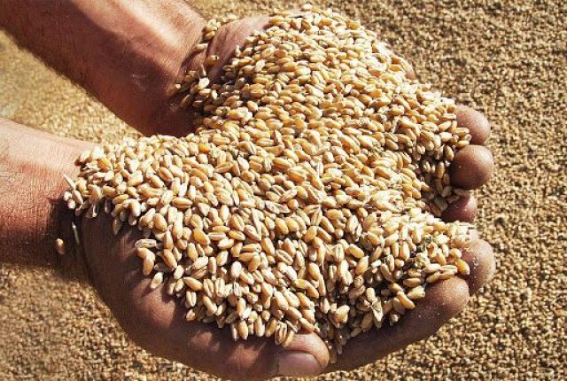 Volga Baikal AGRO NEWS Update on the Grain Export from Russia !!!