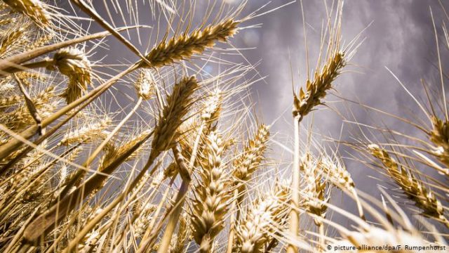 Volga Baikal AGRO NEWS Update on the Grain Check-up in the Russian Federation!!!