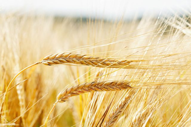 Volga Baikal AGRO NEWS Update on Barley Export !!!