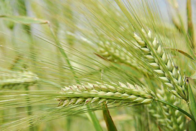 Volga Baikal AGRO NEWS Update on the Barley Growth Prospects in 2021 !!!