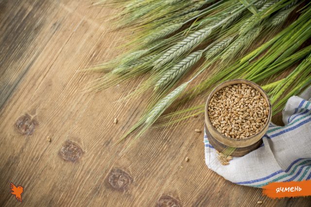 Volga Baikal AGRO NEWS Update on the Latest Barley Research !!!