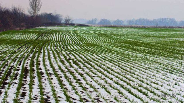 Volga Baikal AGRO NEWS Update on the Winter Crops Condition !!!
