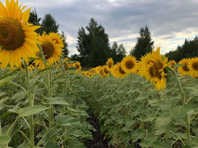 Volga Baikal AGRO NEWS Update on the Prospects for the Development of the Sunflower Industry !!!