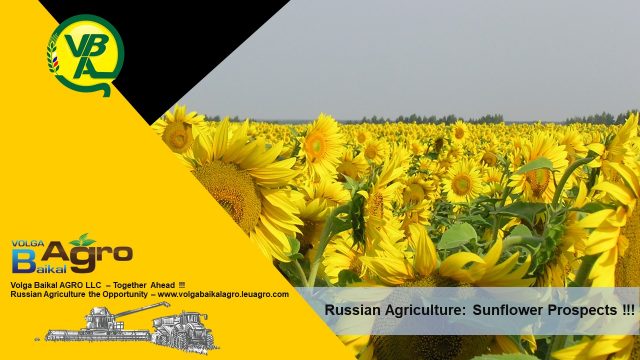 Volga Baikal AGRO NEWS Update on the Sunflower Prospects !!!