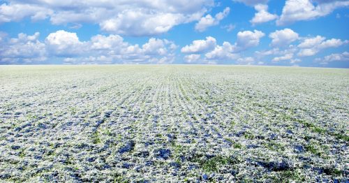 Volga Baikal AGRO News Update on the Winter Crops Conditions !!!