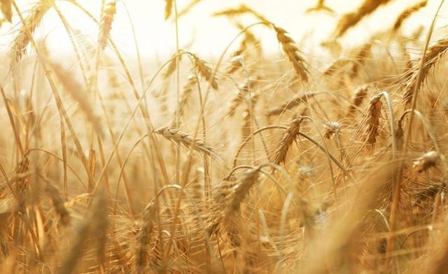 Volga Baikal AGRO News Update on the Wheat Export Duty !!!