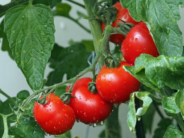 Volga Baikal AGRO NEWS Update on the GREENHOUSE VEGETABLE PRODUCTION IN RUSSIA !!!
