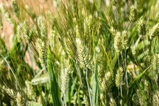 Leu-AGRO News Update on the Durum Wheat Production in Russia !!!