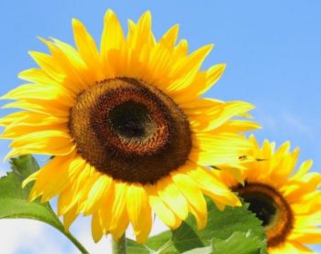 Volga Baikal AGRO NEWS Update on the Sunflower Oil Market !!!