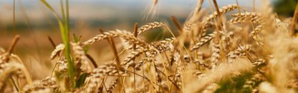 Volga Baikal AGRO NEWS Update on the Crop Forecasts for 2022 !!!