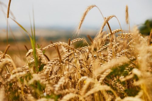 Volga Baikal AGRO NEWS Update on the Crop Forecasts for 2022 !!!