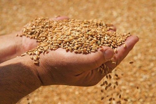 Volga Baikal AGRO NEWS Update on the Export Prices for the Russian Wheat !!!