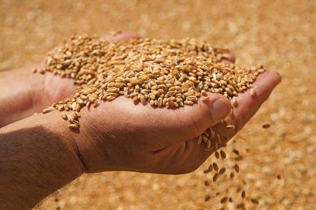 Volga Baikal AGRO NEWS Update on the Export Prices for the Russian Wheat !!!