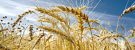 Volga Baikal AGRO NEWS Update on the Export Duty on Wheat in Russia !!!