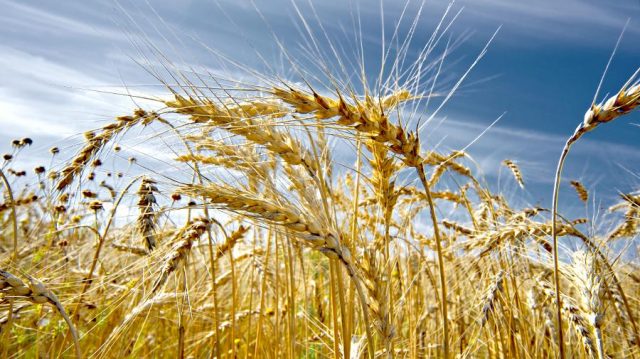 Volga Baikal AGRO NEWS Update on the Export Duty on Wheat in Russia !!!