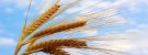 Volga Baikal AGRO NEWS Update on the Forecast for Wheat Harvest in Russia !!!