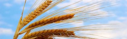Volga Baikal AGRO NEWS Update on the Forecast for Wheat Harvest in Russia !!!