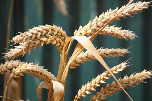Volga Baikal AGRO NEWS Update on the World Market of the Wheat !!!