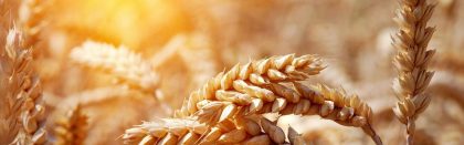 Volga Baikal AGRO NEWS Update on the World Wheat Prices !!!