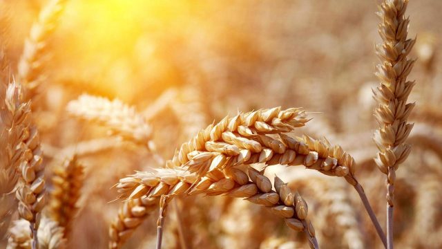 Volga Baikal AGRO NEWS Update on the World Wheat Prices !!!