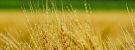 Volga Baikal AGRO NEWS Update on the Barley & Corn Production in the Russian Federation !!!