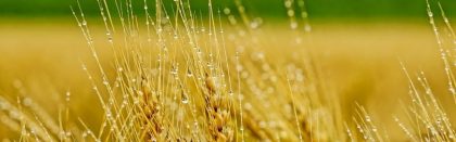 Volga Baikal AGRO NEWS Update on the Barley & Corn Production in the Russian Federation !!!