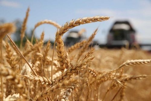 Volga Baikal AGRO NEWS Update on the Grain Purchasing for the RF State Fund !!!