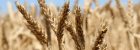 Volga Baikal AGRO NEWS Update on the Potential for Wheat Exports from Russia in 2022-2023 !!!