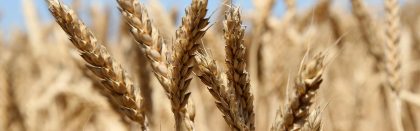 Volga Baikal AGRO NEWS Update on the Potential for Wheat Exports from Russia in 2022-2023 !!!
