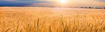 Volga Baikal AGRO NEWS Update on the grain harvest in Russia !!!